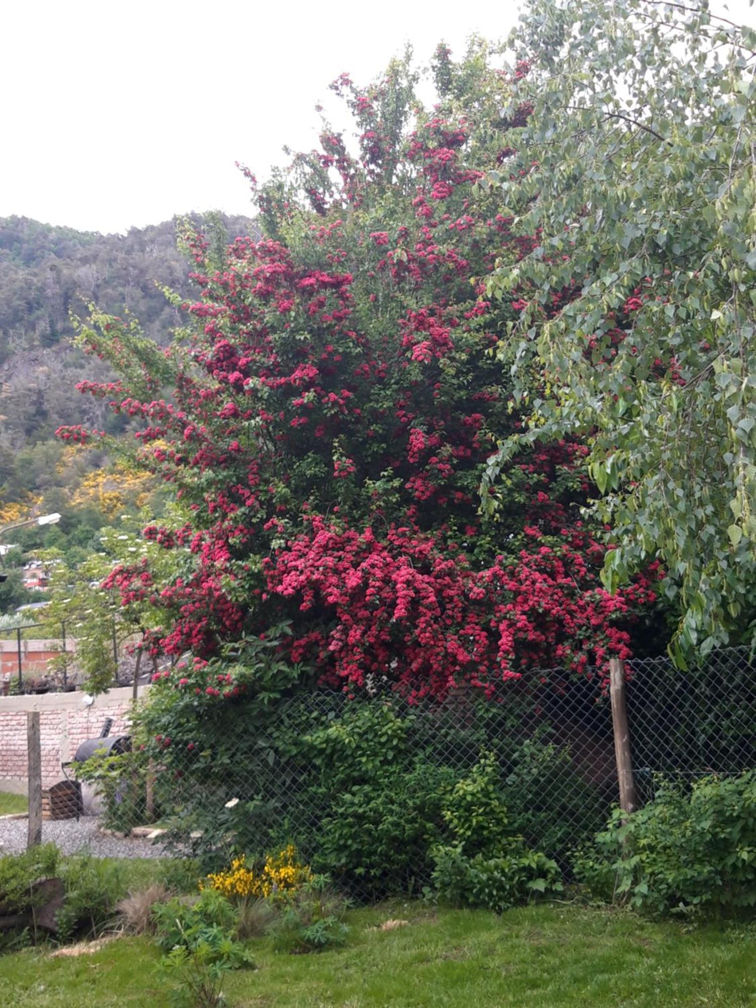 Casitas 1 San Martin de los Andes